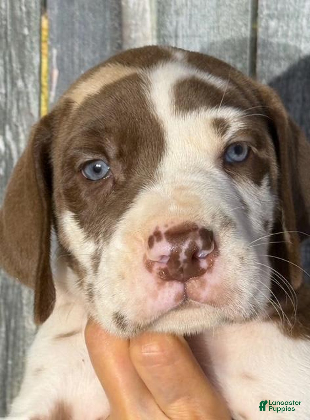 Great Dane dogs for sale: Heidi - Chocolate Harlequin - Image 1