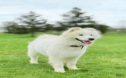 Samoyed dogs for sale: Coconut - Image 3