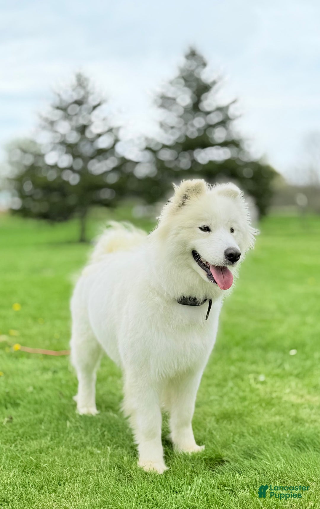 Samoyed dogs for sale: Coconut - Image 3