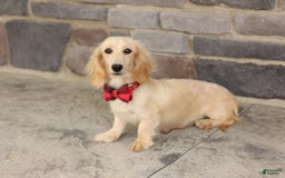 Miniature Dachshund dogs for sale: Theo - Image 10