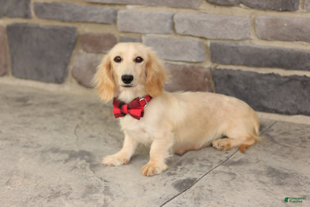 Miniature Dachshund dogs for sale: Theo - Image 10