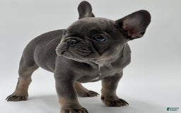 French Bulldog dogs for sale: Winni - Image 5