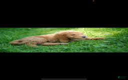 Goldendoodle dogs for sale: Coda - Image 1