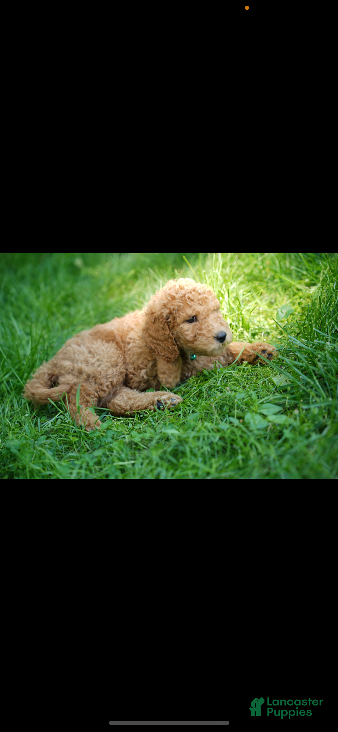 Goldendoodle dogs for sale: Coda - Image 1