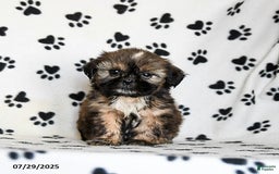 Shih Tzu dogs for sale: Penny - Image 1