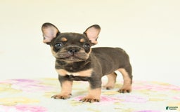 French Bulldog dogs for sale: Happy - Image 4