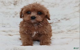 Cavapoo dogs for sale: Amy - Image 5