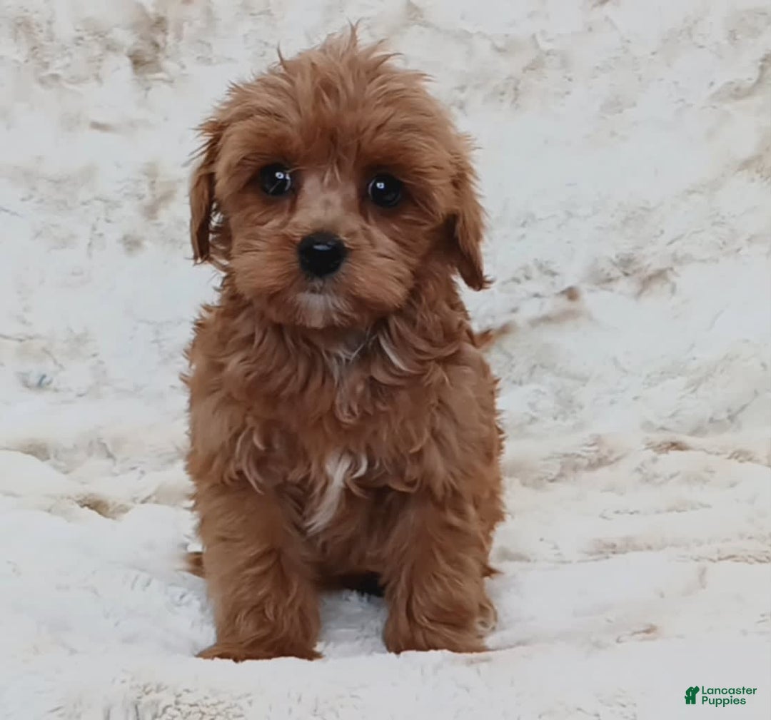 Cavapoo dogs for sale: Amy - Image 5