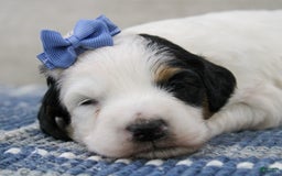 Mini Bernedoodle dogs for sale: Lennon - Image 8