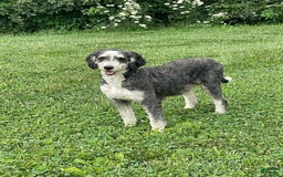 Mini Bernedoodle dogs for sale: Diego - Image 10