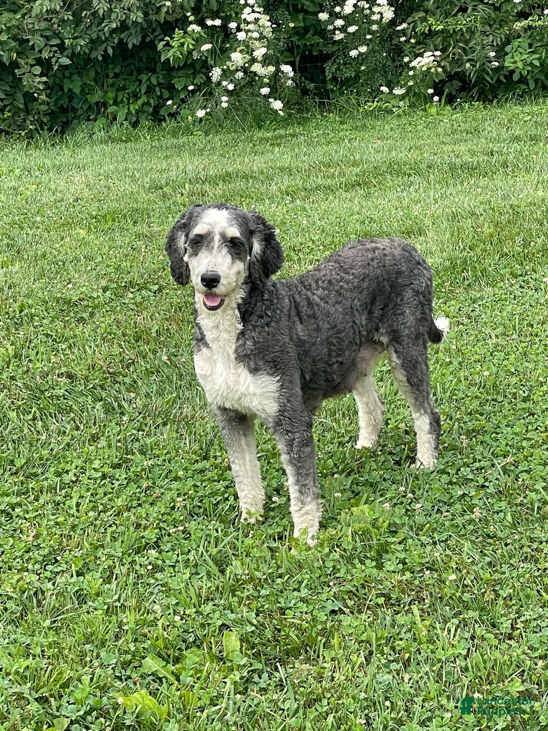 Mini Bernedoodle dogs for sale: Diego - Image 10