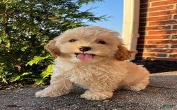 Cockapoo dogs for sale: Cream Puff - Image 2