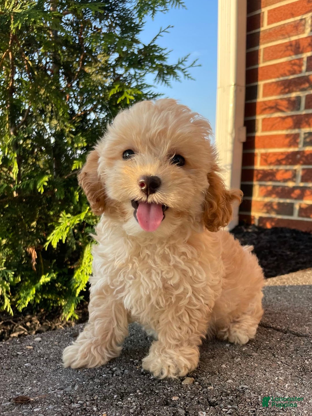 Cockapoo dogs for sale: Cream Puff - Image 2