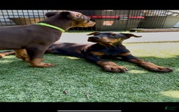 Doberman Pinscher dogs for sale: Jet Euro Championship Line Doberman - Image 10