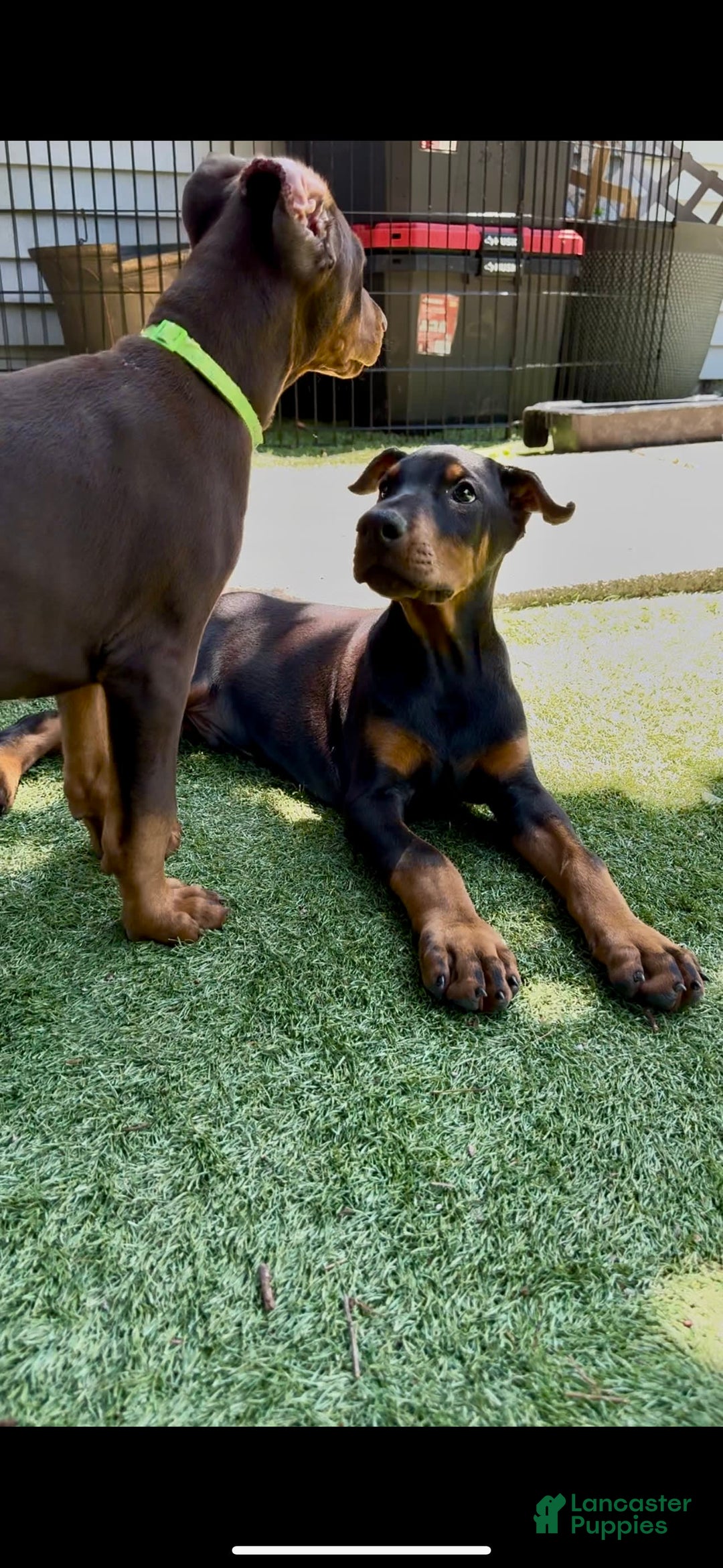 Doberman Pinscher dogs for sale: Jet Euro Championship Line Doberman - Image 10