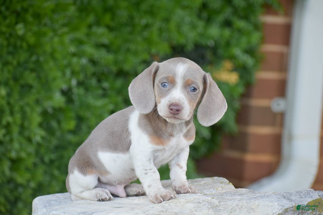 Dachshund dogs for sale: Jake - Image 1