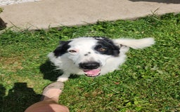 Border Collie dogs for sale: Yelena - Image 4