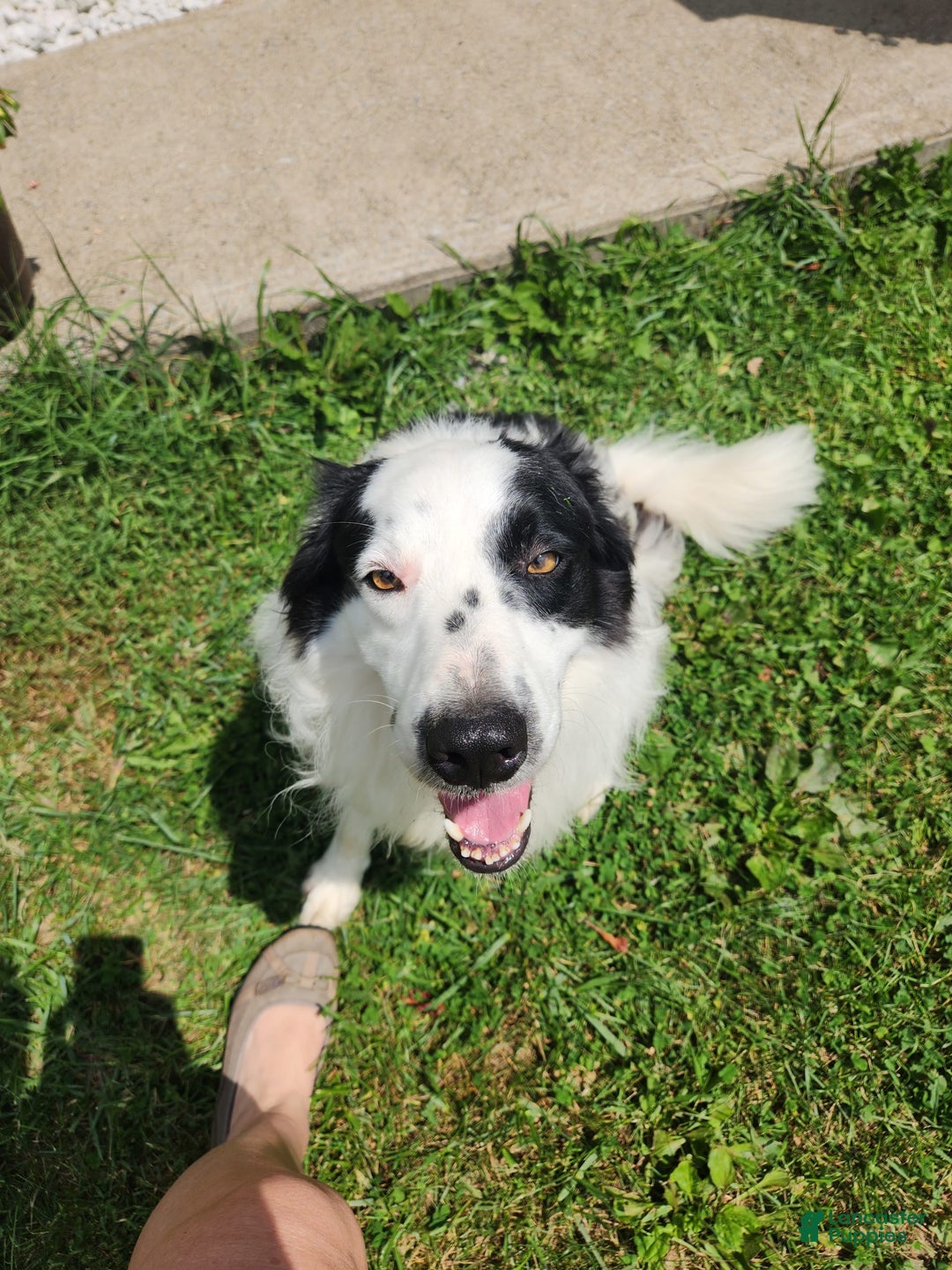 Border Collie dogs for sale: Yelena - Image 4