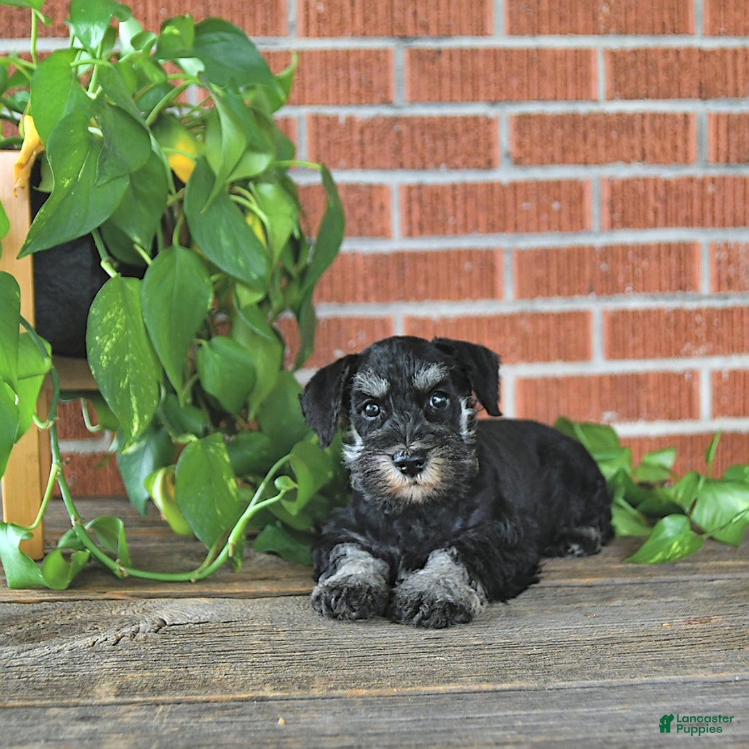Miniature Schnauzer dogs for sale: Hellen Champion Blood - Image 2