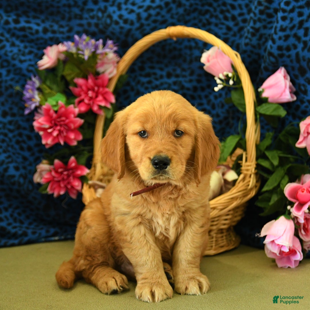 Golden Retriever dogs for sale: Ludwig - Listing for pets: Lilly, Linda, Lizzy, Lex, Ludwig - Image 2