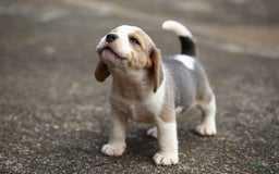Akbash Dog dogs for sale: Akbash Dog Puppy 7 - Image 4