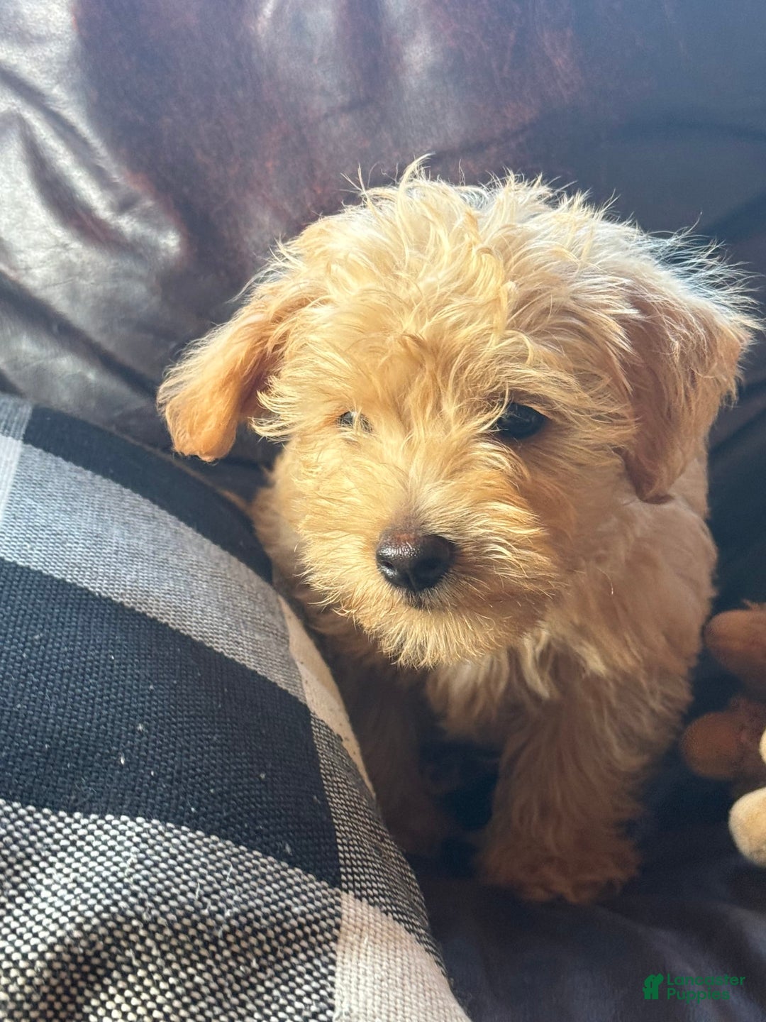 Miniature Poodle dogs for sale: Mort - Image 2