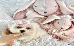 Morkie dogs for sale: Demi - Image 1