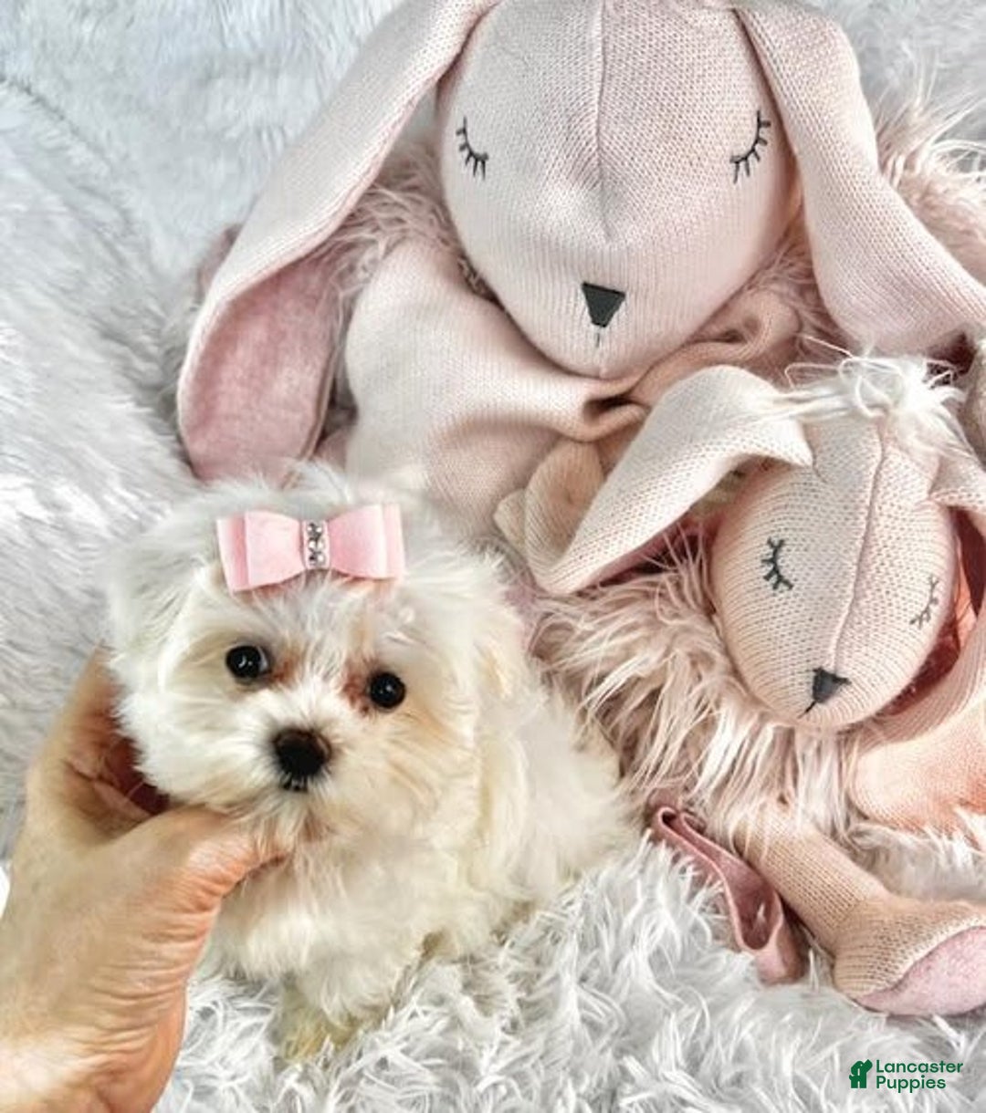 Morkie dogs for sale: Demi - Image 1