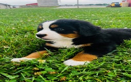 Bernese Mountain Dog dogs for sale: Joker - Image 10