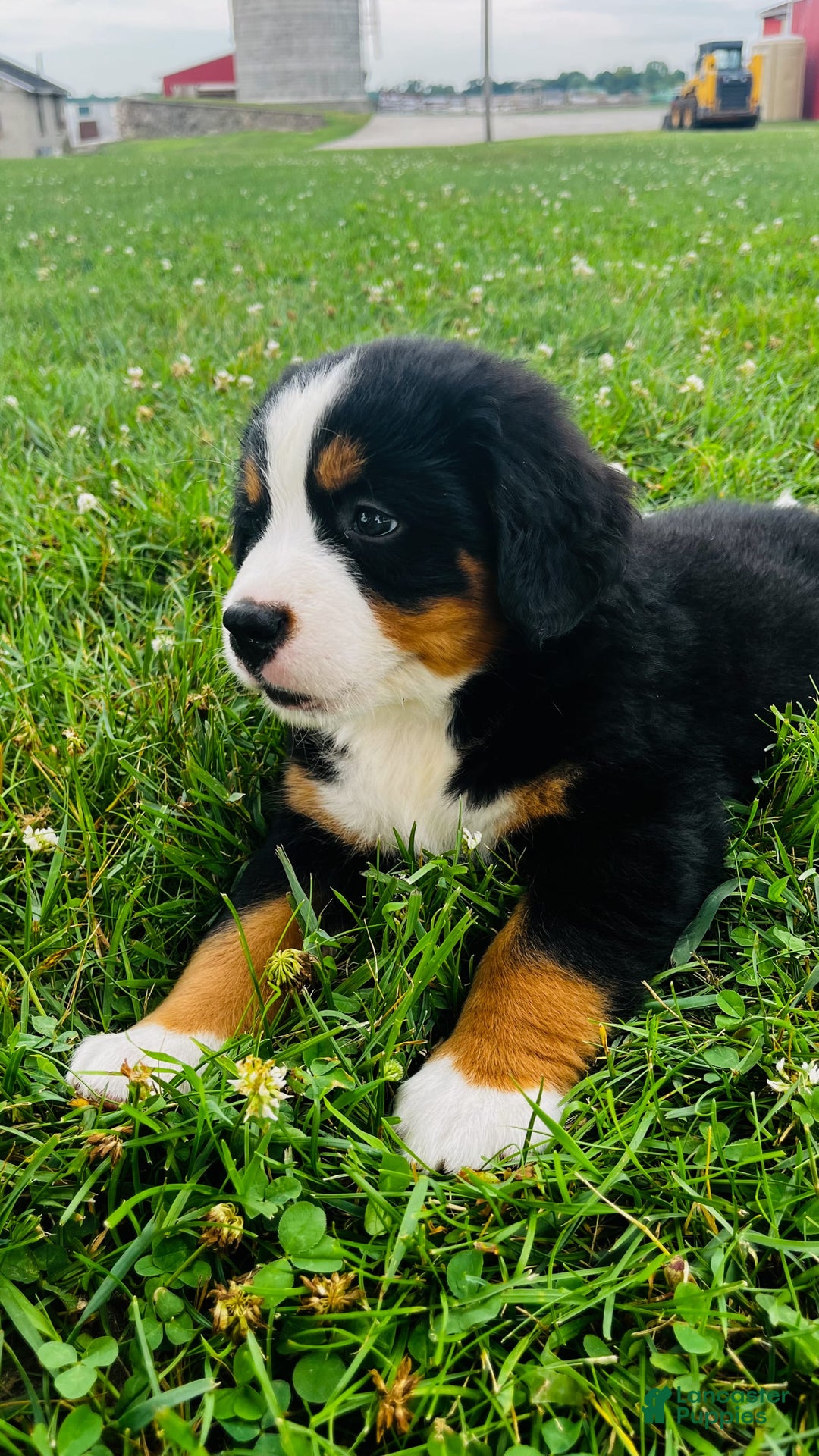 Bernese Mountain Dog dogs for sale: Joker - Image 10