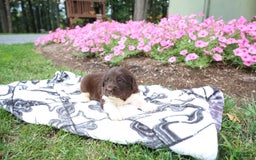 Newfoundland dogs for sale: Bruno - Image 5