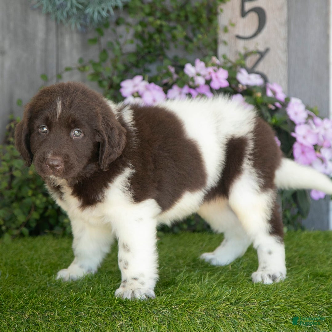 Newfoundland dogs for sale: Willow - Image 1