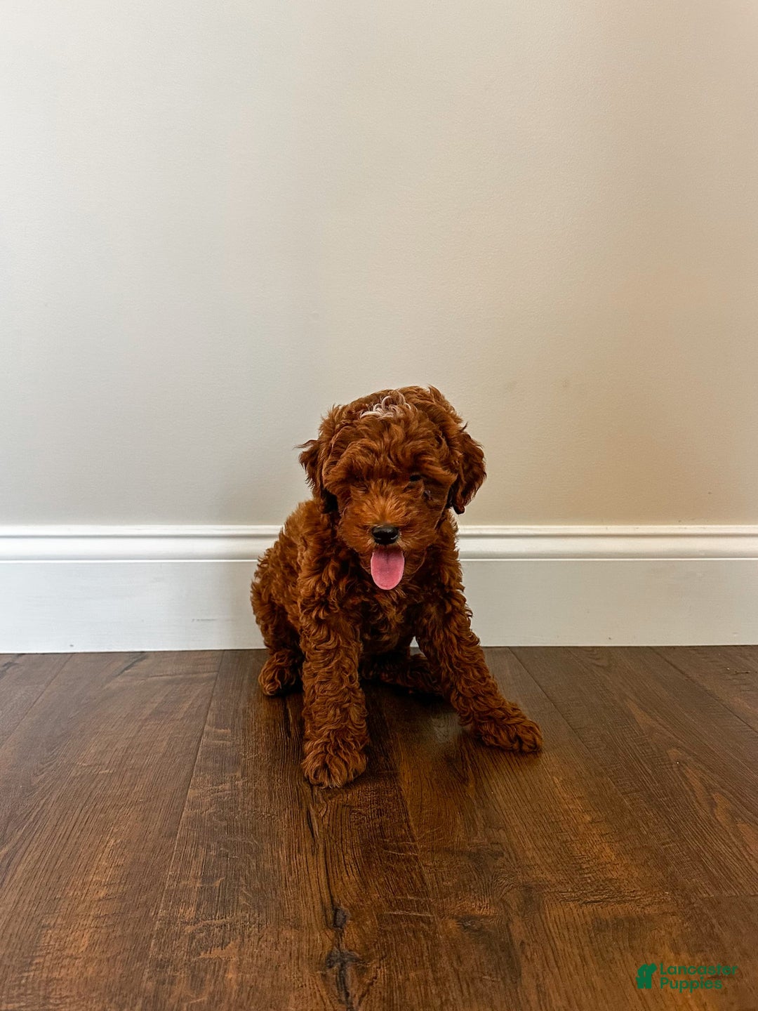 Mini Goldendoodle dogs for sale: Rosco - Image 3