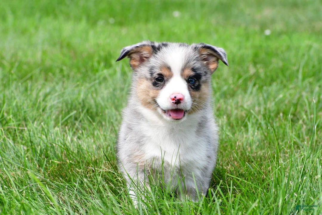 Australian Shepherd dogs for sale: Luna - Image 9