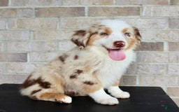 Australian Shepherd dogs for sale: Boots - Image 1