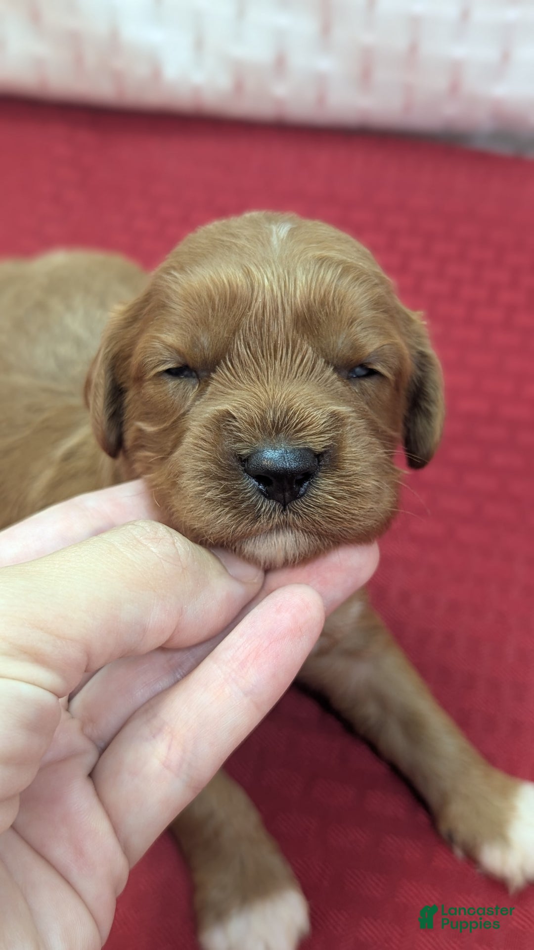 Cavapoo dogs for sale: Garrett - Image 6