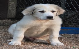 Great Pyrenees dogs for sale: Jack - Image 1
