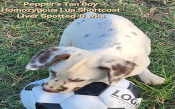 Dalmatian dogs for sale: Peppers Tan Boy - Image 3
