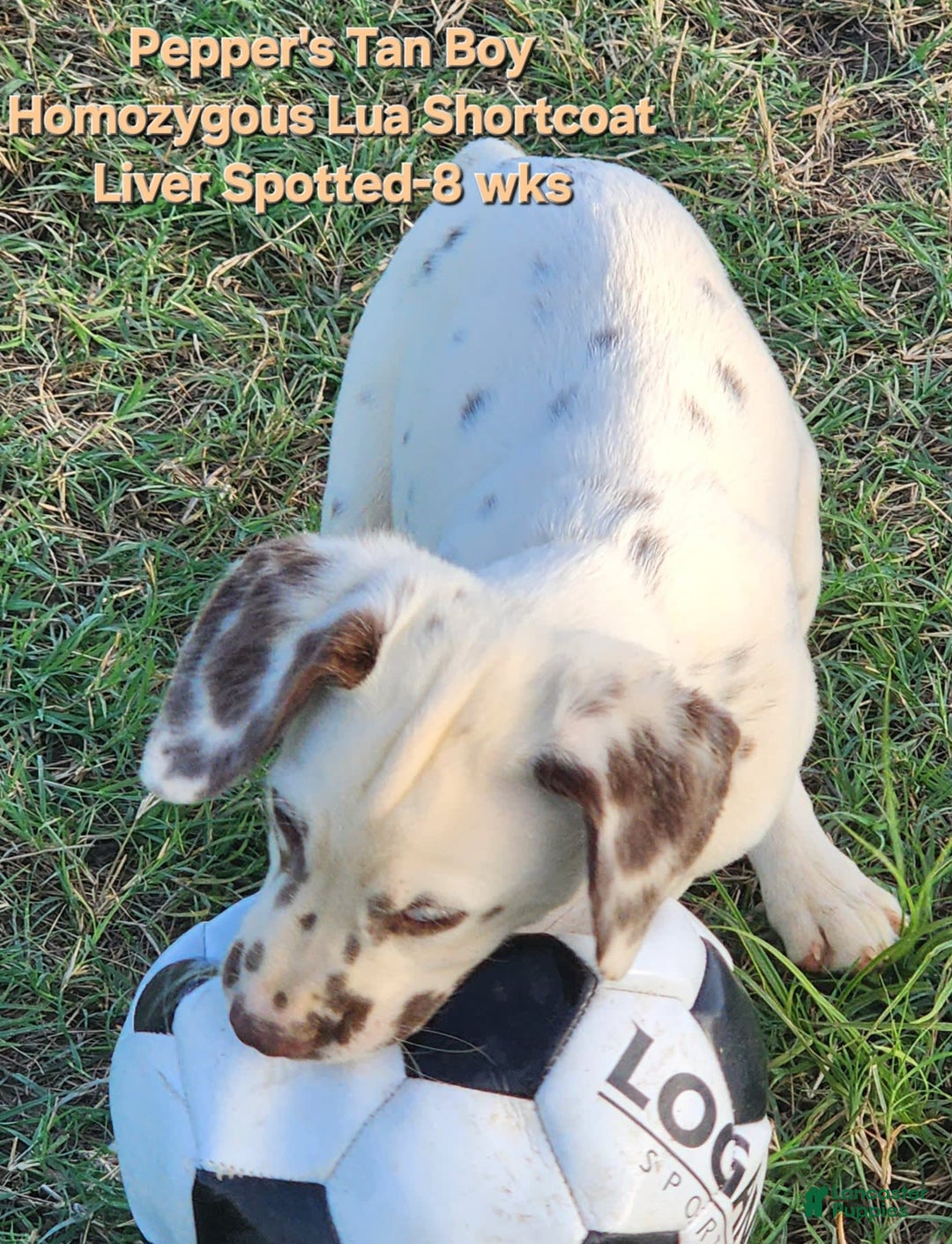 Dalmatian dogs for sale: Peppers Tan Boy - Image 3