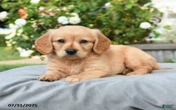 Miniature Golden Retriever dogs for sale: Scout - Image 2