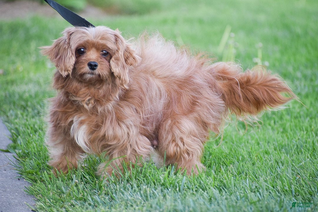 Cavapoo dogs for sale: Hana - Image 12
