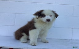 Australian Shepherd dogs for sale: Bentley - Image 3