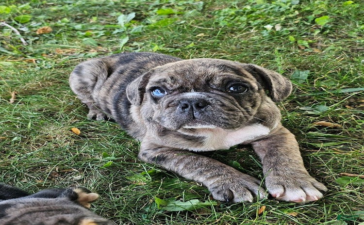English Bulldog dogs for sale - Ad 3
