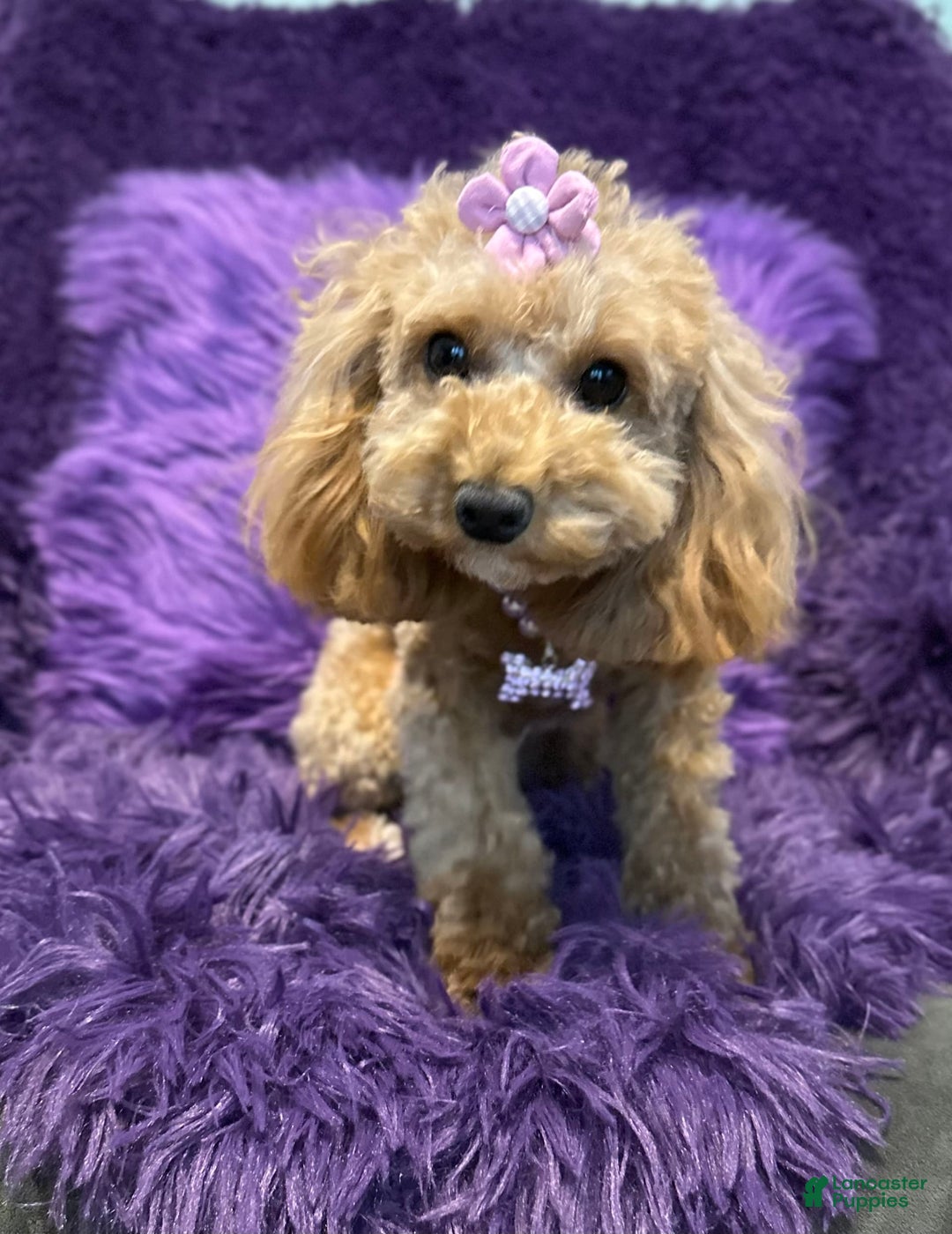 Cavapoo dogs for sale: Lucas - Image 4