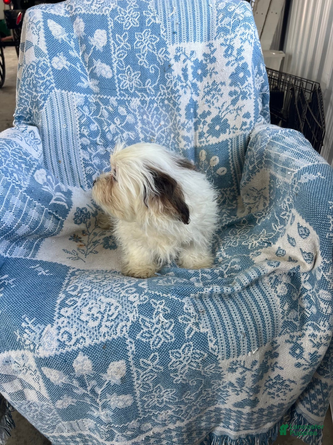 Teddy Bear dogs for sale: Teddy - Image 2
