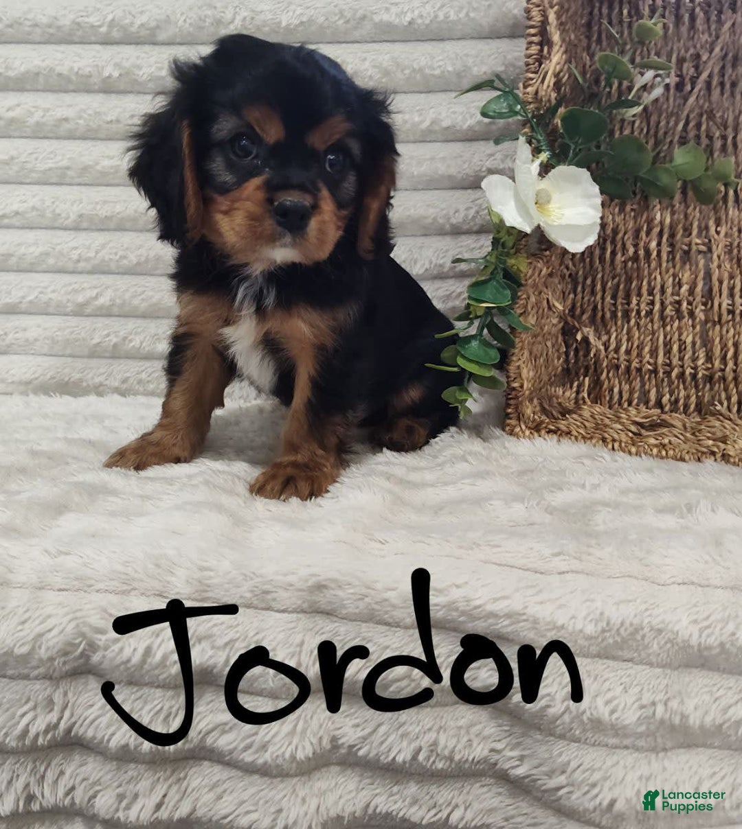 Cavalier King Charles Spaniel dogs for sale: Jordan - Image 2