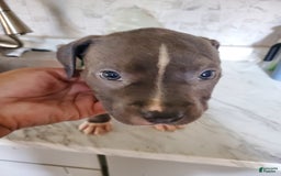 American Pit Bull Terrier dogs for sale: Tang - Image 1