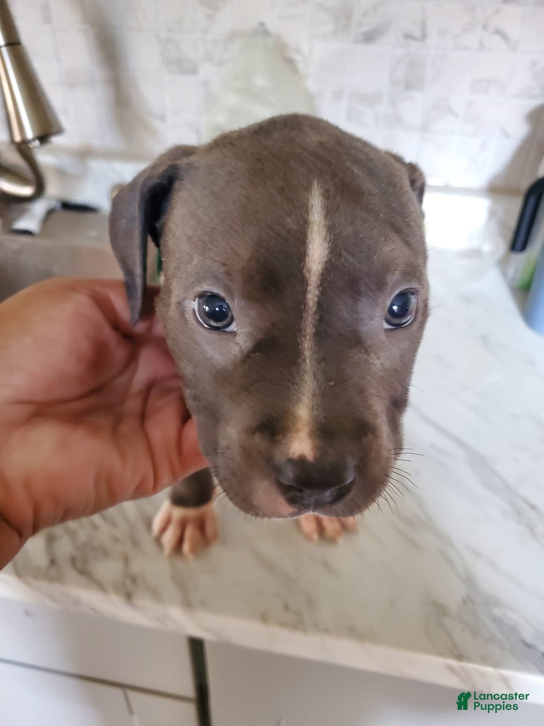 American Pit Bull Terrier dogs for sale: Tang - Image 1