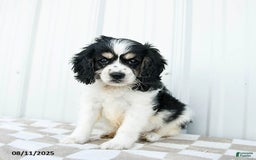 Cavapoo dogs for sale: Montana - Image 1