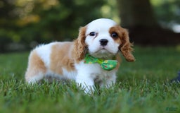 Cavalier King Charles Spaniel dogs for sale: Maverick - Image 3